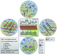 Graphical abstract: In vitro antibacterial activity of oxide and non-oxide bioceramics for arthroplastic devices: I. In situ time-lapse Raman spectroscopy