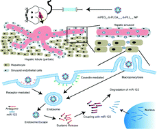 Graphical abstract: Simple and rational design of a polymer nano-platform for high performance of HCV related miR-122 reduction in the liver