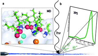 Graphical abstract: Strong enrichment of atmospherically relevant organic ions at the aqueous interface: the role of ion pairing and cooperative effects