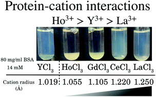 Graphical abstract: Tuning phase transitions of aqueous protein solutions by multivalent cations