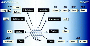 Graphical abstract: Occupational exposure to graphene based nanomaterials: risk assessment