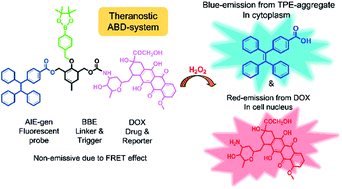 Graphical abstract: A unimolecular theranostic system with H2O2-specific response and AIE-activity for doxorubicin releasing and real-time tracking in living cells