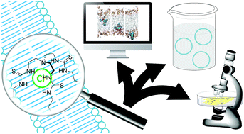 Graphical abstract: Fluorinated synthetic anion carriers: experimental and computational insights into transmembrane chloride transport