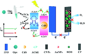 Graphical abstract: Light-driven self-powered biosensor for ultrasensitive organophosphate pesticide detection via integration of the conjugated polymer-sensitized CdS and enzyme inhibition strategy