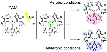 Graphical abstract: Photochemistry of tris(2,3,5,6-tetrathiaaryl)methyl radicals in various solutions