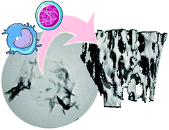 Graphical abstract: Stimulation of bone formation by monocyte-activator functionalized graphene oxide in vivo