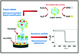 Graphical abstract: The synergistic effect of Au-COF nanosheets and artificial peroxidase Au@ZIF-8(NiPd) rhombic dodecahedra for signal amplification for biomarker detection