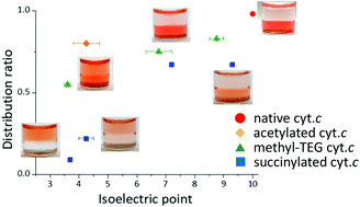 Graphical abstract: Effects of charge balance and hydrophobicity of the surface of cytochrome c on the distribution behaviour in an ionic liquid/buffer biphasic system