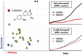 Graphical abstract: Phenotype-based discovery of a HeLa-specific cytotoxic molecule that downregulates HPV-mediated signaling pathways via oxidative damage