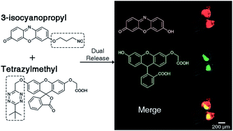 Graphical abstract: Isonitrile-responsive and bioorthogonally removable tetrazine protecting groups