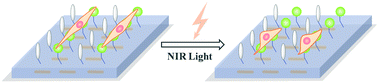 Graphical abstract: A surface-engineered NIR light-responsive actuator for controllable modulation of collective cell migration