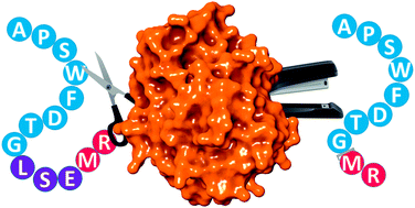 Graphical abstract: A two-trick pony: lysosomal protease cathepsin B possesses surprising ligase activity