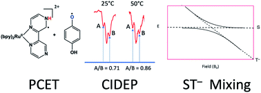 Graphical abstract: Anomalous chemically induced electron spin polarization in proton-coupled electron transfer reactions: insight into radical pair dynamics