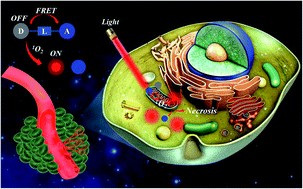 Graphical abstract: A singlet oxygen self-reporting photosensitizer for cancer phototherapy