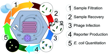 Graphical abstract: A microfluidic device and instrument prototypes for the detection of Escherichia coli in water samples using a phage-based bioluminescence assay