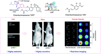 Graphical abstract: A highly selective and sensitive chemiluminescent probe for leucine aminopeptidase detection in vitro, in vivo and in human liver cancer tissue