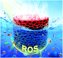 Graphical abstract: Covalent organic framework hydrogels for synergistic seawater desalination and uranium extraction