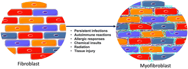 Graphical abstract: Myofibroblast specific targeting approaches to improve fibrosis treatment