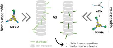 Graphical abstract: Introducing carbohydrate patterning in mannose-decorated supramolecular assemblies and hydrogels