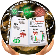 Graphical abstract: Fluorescence correlation spectroscopy and fluorescence lifetime imaging microscopy for deciphering the morphological evolution of supramolecular self-assembly