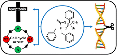 Graphical abstract: Cytotoxic effects of halogenated tin phosphinoyldithioformate complexes against several cancer cell lines