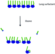 Graphical abstract: Changes to lung surfactant monolayers upon exposure to gas phase ozone observed using X-ray and neutron reflectivity