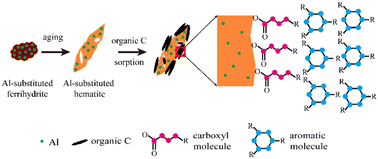 Graphical abstract: Nano-scale investigation of organic C sequestration and distribution on Fe oxides during ferrihydrite transformation: effect of Al-substitution