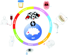 Graphical abstract: Molecularly imprinted polymers in diagnostics: accessing analytes in biofluids