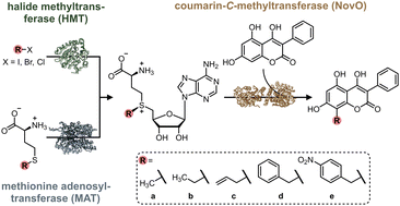 Graphical abstract: Comparative S-adenosyl-l-methionine analogue generation for selective biocatalytic Friedel-Crafts alkylation