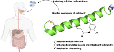 Graphical abstract: Enhancing the gastrointestinal stability of salmon calcitonin through peptide stapling