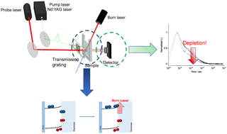 Graphical abstract: Development of charge carrier-selective heterodyne transient grating spectroscopic technique and its application in the distinction of surface trap states in hematite