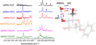 Graphical abstract: Isotopic dependence of intramolecular and intermolecular vibrational couplings in cooperative hydrogen bond networks: singly hydrated phenyl-α-d-mannopyranoside as a case study