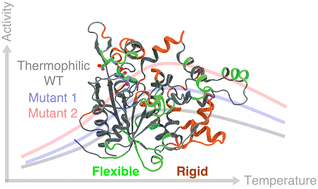 Graphical abstract: Exploitation of active site flexibility-low temperature activity relation for engineering broad range temperature active enzymes