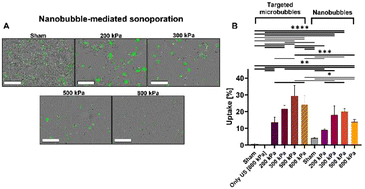 Graphical abstract: Nanobubble-mediated cancer cell sonoporation using low-frequency ultrasound