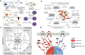 Graphical abstract: MicroRNA therapeutics and nucleic acid nano-delivery systems in bacterial infection: a review