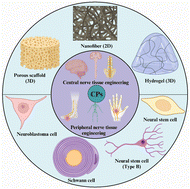 Graphical abstract: Conducting polymer-based scaffolds for neuronal tissue engineering