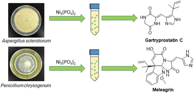 Graphical abstract: A cheap and straightforward method for the selective isolation of histidine-derived natural products using nickel(ii) phosphate