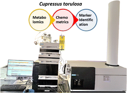 Graphical abstract: UPLC-QTOF-MS-based metabolomics and chemometrics studies of geographically diverse C. torulosa needles
