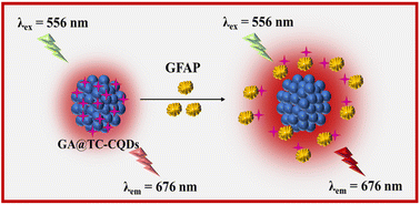 Graphical abstract: Near infrared-emitting carbon dots for the detection of glial fibrillary acidic protein (GFAP): a non-enzymatic approach for the early identification of stroke and glioblastoma