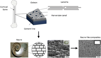 Graphical abstract: From bone to nacre – development of biomimetic materials for bone implants: a review