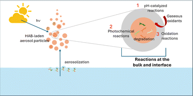 Graphical abstract: Aerosolized algal bloom toxins are not inert