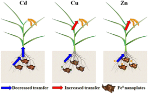 Graphical abstract: Differential blocking effects of Fe0 nanoplates on rice accumulation of typical essential and non-essential heavy metal elements in paddy fields