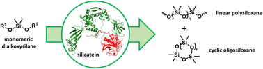 Graphical abstract: On the biocatalytic synthesis of silicone polymers