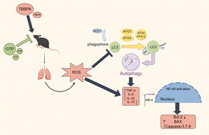 Graphical abstract: Green tea polyphenols inhibit TBBPA-induced lung injury via enhancing antioxidant capacity and modulating the NF-κB pathway in mice