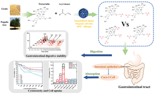 Graphical abstract: Efficient regioselective enzymatic acylation of troxerutin: difference characterization of in vitro cellular uptake and cytotoxicity