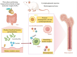 Graphical abstract: Along the gut-bone marrow signaling pathway: use of longan polysaccharides to regenerate blood cells after chemotherapy-induced myelosuppression