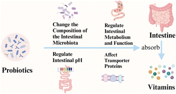 Graphical abstract: Probiotics enhance vitamin absorption in the intestine: influencing factors and potential mechanisms