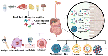 Graphical abstract: Recent advances in the effect of simulated gastrointestinal digestion and encapsulation on peptide bioactivity and stability