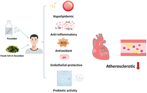Graphical abstract: Therapeutic potential of fucoidan in atherosclerosis: a review