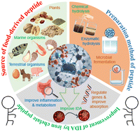 Graphical abstract: Harnessing food-derived bioactive peptides for iron chelation: an alternative solution to iron deficiency anemia